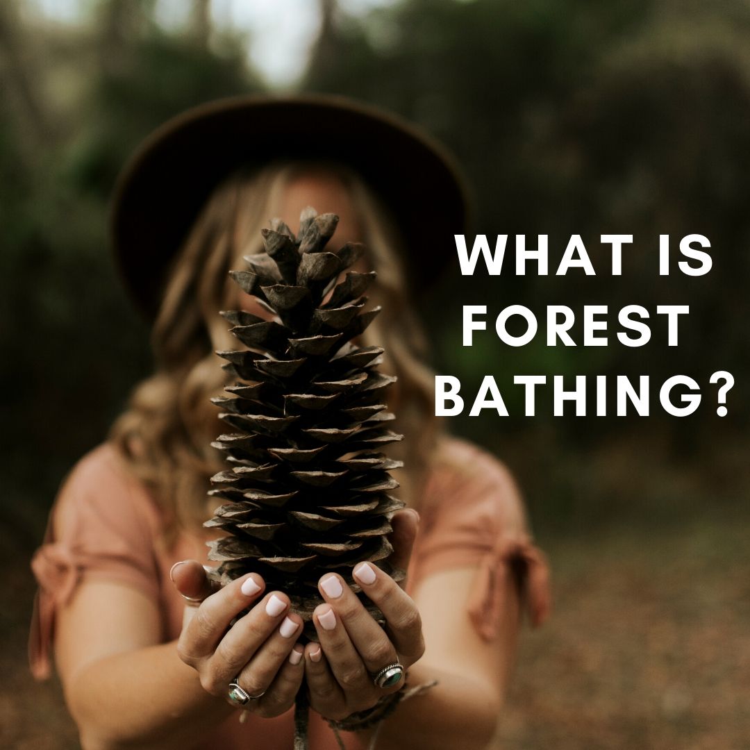 Image: What is forest bathing?